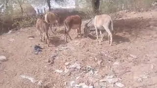 Donkey mating ||Donkey breeding|| #donkey #animalsbreeding #donkeybreeder #animalsmatingshow