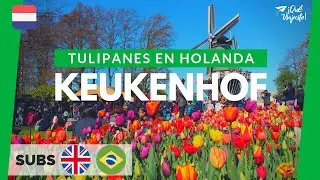 Keukenhof: Todo sobre el mayor parque de tulipanes del mundo | Holanda