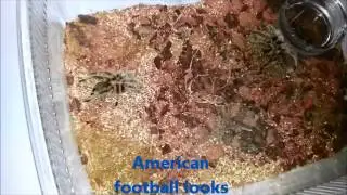 Chile Rose tarantulas breeding :)