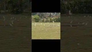 Birds are flying in the field#birds#shorts#nature#trending#village#video