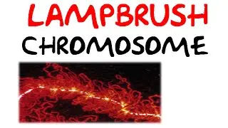 Lampbrush chromosomes