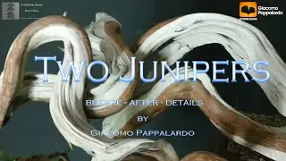 Two Junipers - before, after, details. by Extreme Bonsai - Giacomo Pappalardo