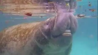 Enormous Bull Manatee (Trichechus manatus latirostris) Three Sisters Springs
