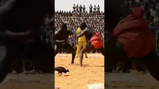 🤼&zwj;♂️ Lutte S&eacute;n&eacute;galaise : Un Combat Intense Entre Deux Lutteurs D&eacute;cha&icirc;n&eacute;s !
