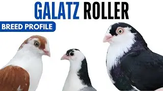 Galatz Roller Pigeon Breed Profile - History - Galați Roller Pigeon Health Issues Price Training