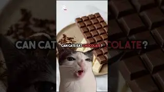 Can cats eat chocolate? 🍫 #cat #shorts #chocolate