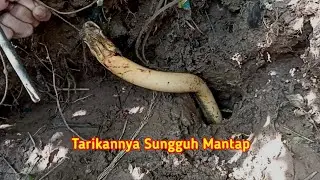 TERBUKTI HASILNYA! Lubang Atas Permukaan Air Sungai Isinya Belut Besar