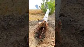 tree falling down #shorts #youtubeshorts
