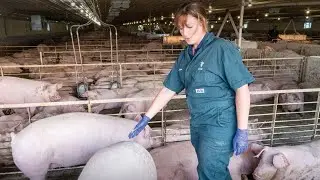 Swine Veterinarian Cara Haden - We Care Iowa