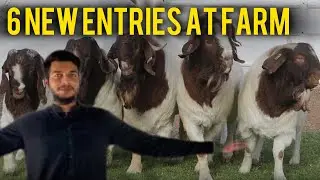 FARM PE AUR NEW ENTRIES HO GAYE |AJ AK AUR BACHRI SALE KRR DI 😍