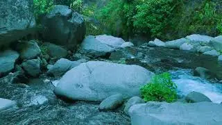 Forest River Waterfall White Noise for Deep Work, Stress Relief, Falling Asleep Fast