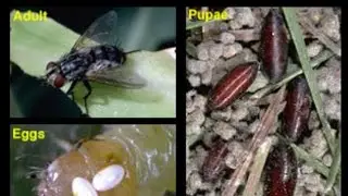 Tachinid fly is a parasite 😳🪰🤢