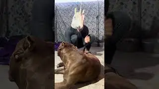 Pitbull Cute Dog 🔥 #pitmonsters