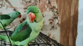 #Mitthu #🦜🦜🦜Mitthu main Mitthu #viral video 🙏🙏🌹🦜🦜🦜🦜🌹🙏🙏