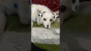#shorts #funzoa #youtubeshorts #love #funny #dog #pets #viral #video
