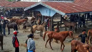 LOOKING FOR A HORSE? THERE'S THE TOLO JENEPONTO HORSE MARKET | HORSE SALES BUSINESS