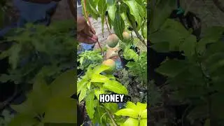 You CAN grow mango trees in pots! Here&rsquo;s proof. 🥭 #fruit #grow