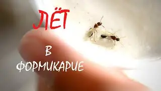 Лёт муравьев в формикарии. МуравьиTetramorium bicarinatum. Создание новых колоний.