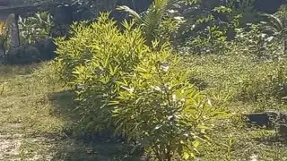 Offgrid Living in Trinidad 🇹🇹 | My Home Garden in  2026 