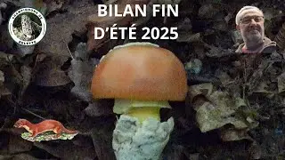 𝗕𝗜𝗟𝗔𝗡 𝗙𝗜𝗡 𝗗'É𝗧É 𝟮𝟬𝟮𝟱 🌲🍄‍🟫🎅🍄🌲#champignons #mushroom #nature #foret #fungi