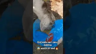 😱 watch till end 🔥 #trendingshorts #shorts  #ytshorts #youtubeshorts #viralshorts #story #goat #wow