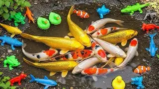 Catch beautiful aquarium fish in small pond baby turtles, eel, koi, pencil fish, nemo fish, bullfrog