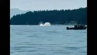 Avvistamento balene in Canada (video amatoriale)