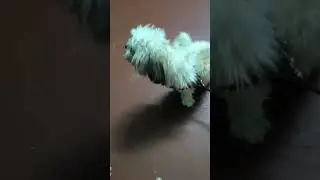 dogpetty