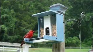 Unbox Nature’s Magic: TT Nature Eco-Friendly Feeder with Camera in Action!