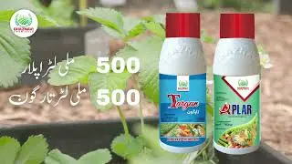 &ldquo;Complete Strawberry Fertilizer & Nutrient Program for Maximum Yield &ndash; Step-by-Step Guide 🍓&rdquo;