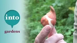 Identifying bulbs: Gardening from Blackpitts