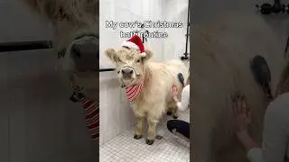 My Cow&rsquo;s Christmas Bath Routine 🎅🏼