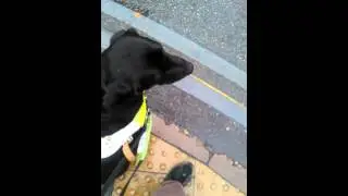Guide Dog Layla walking to coventry uni