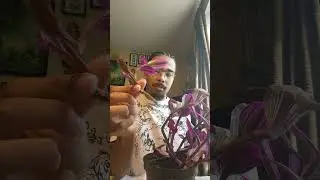 Bouturage et explications sur la TRADESCANTIA ou MIS&Egrave;RE 