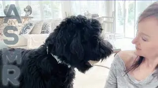 ASMR Dog Training With Goose 🐶 Treat Sounds, Petting, Tricks & Ball Play for Deep Relaxation