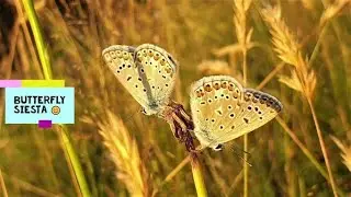 Beautiful Adonis Blue butterflies in the light of the setting sun (Polyommatus bellargus)