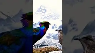Himalayan Monal #Danphe #Lophophorus impejanus