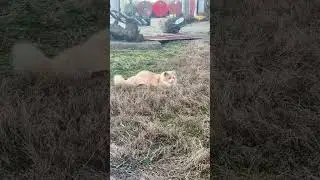 Кот в атаке!
