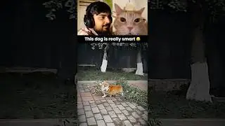 This dog is really smart 😂 #funny #dog #memes #humor #viralvideo