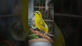 Did You know ? the Northern Yellow White-Eye: Nature's Small Social Bird #shorts #shortsvideos #2024