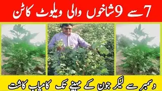 Cyto 433 white Queen 5G CkC 7Star Cotton Farming bushy plant..