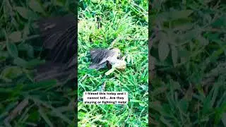 Friends or Foes? Bird experts, I need your help in the comments! #birdwatching #wildlifephotography