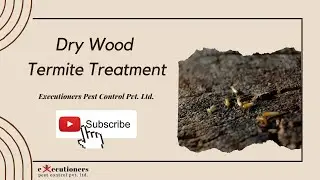 Dry Wood Termite Control Treatment: Best Pest Control Service Provider in Mumbai