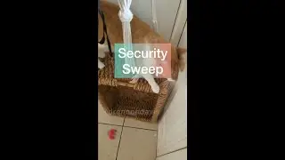 Security Sweep