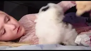 Повседневные дела❤ Поиграем в что-нибудь на кровати с собакой 😍 Красивая девушка