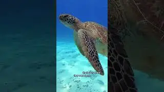Amazing Turtle Facts  #turtlesanctuary #turtlejourney #turtlelove #tortoise