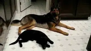 Black Lab Puppy