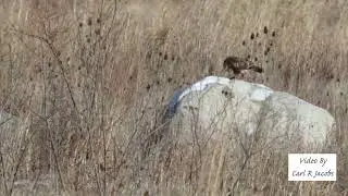 Rough-legged Hawk Hunting And With Prey The Grasslands At Shawangunk Grasslands NWR