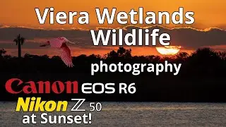 Viera Wetlands Wildlife Photography at Sunset in January &bull; Nikon Z50 Canon R6