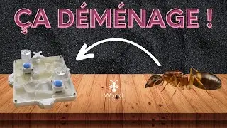 JE LES DÉMÉNAGE DÉJA ? LE NID EXPLOSE 😂 #ants #fourmis #myrmécologie #camponotus